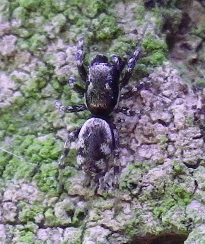 Salticus cingulatus